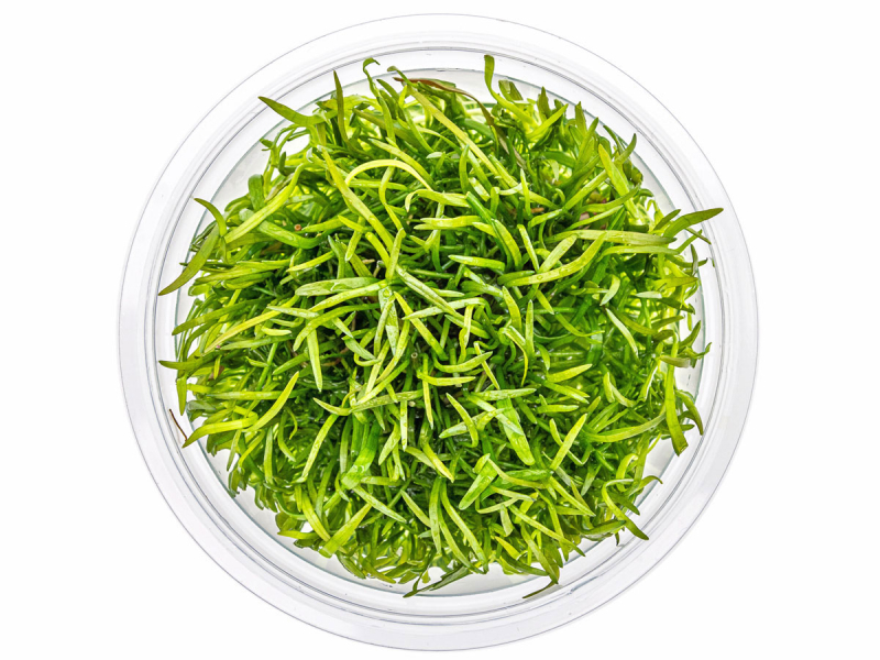 Brasilianische Graspflanze - Lilaeopsis brasiliensis in vitro